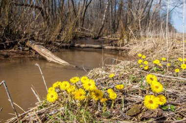 Tussilago farfara, Coltsfoot olarak da bilinir.