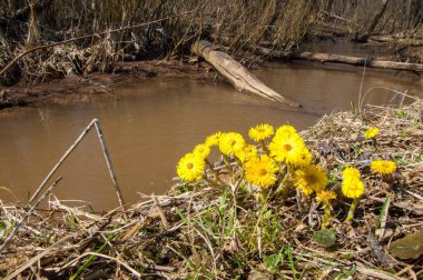 Tussilago farfara, Coltsfoot olarak da bilinir.