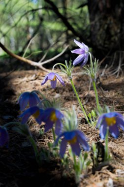 Bahar manzara. Çiçekleri içinde belgili tanımlık vahşi. Bahar çiçek Pul