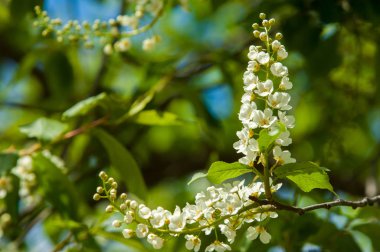 Bahar tebrik kartı, çiçek açan kuş kirazı. Kaplumbağaya yakın çekim 