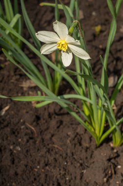 Arka plan doku, desen. Bahar manzara, beyaz nergis