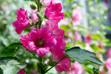 Ebegümeci çiçekler. kıllı kaynaklanıyor, pembe veya pur otsu bir bitki