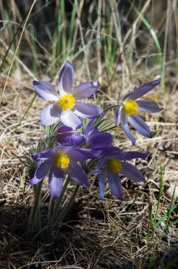 Bahar manzara. Çiçekleri içinde belgili tanımlık vahşi. Bahar çiçek Pul