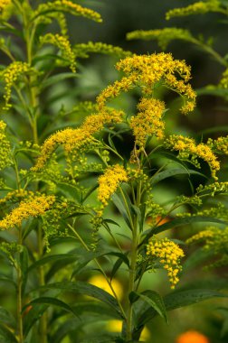 Solidago (