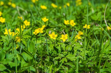 Anemone Sarı Orman Çiçeği yaklaşık 200 türden oluşan bir cinstir. 