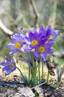 Bahar manzara. Çiçekleri içinde belgili tanımlık vahşi. Bahar çiçek Pul