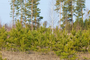 Genç ormanın dokusu. Genç ağaçların gövdeleri