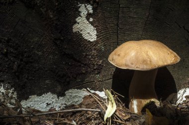 Boletus mantarı