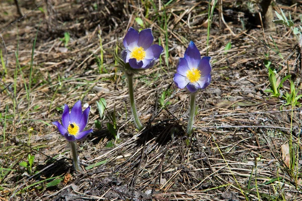 Spring landscape. Flowers growing in the wild. Spring flower Pul