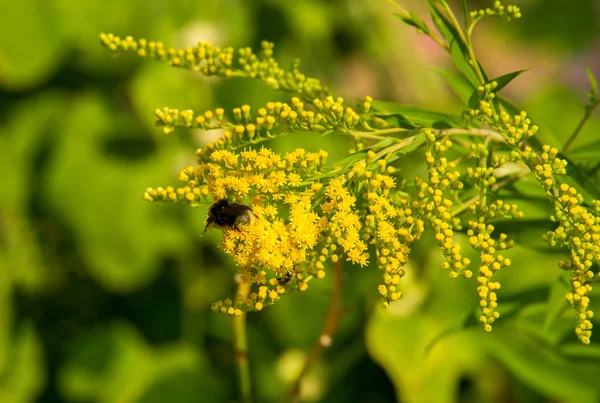 Solidago, commonly called goldenrods, is a genus of species of f — Stock Photo, Image