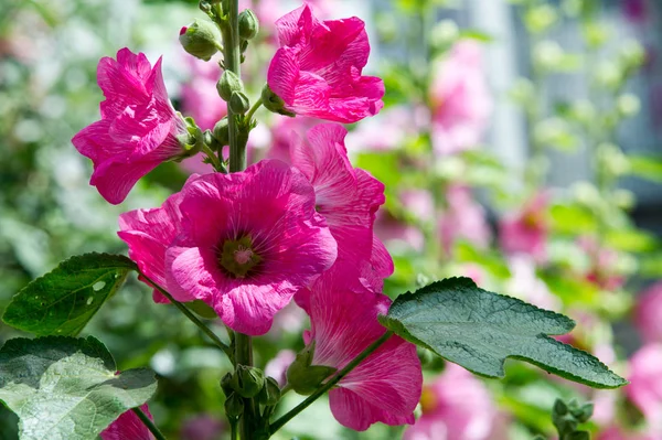 맬로 꽃입니다. 털이 줄기, 분홍색 또는 pur 초본 식물 — 스톡 사진