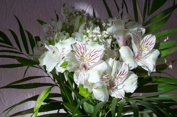 Alstroemeria,commonly called the Peruvian lily or lily of the In