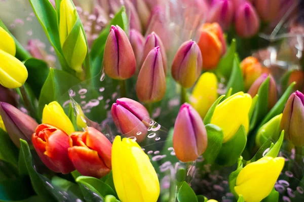 Photo of a bouquet of tulips. Bulbous spring-flowering plant of — Stock Photo, Image