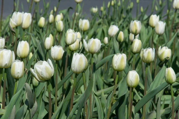 Zdjęcie z kwiatami. Piękne białe tulipany kwiat zbliżenie. Fl — Zdjęcie stockowe