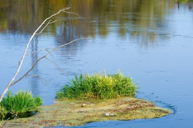Sonbahar manzarası. Nehir, farklı renklerde sonbahar ağaçları. Şey...