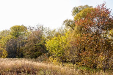 Sonbahar manzarası. Orta karar geniş yapraklı ve karışık orman. Doğa