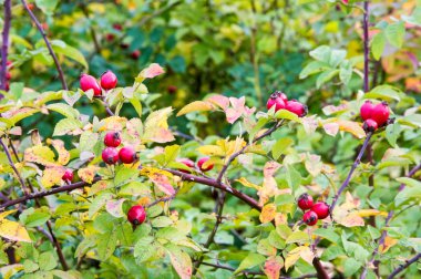 Kuşburnu, gül haw veya gül hepatit, olarak da bilinen 