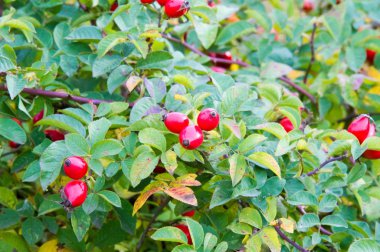 Kuşburnu, gül haw veya gül hepatit, olarak da bilinen 