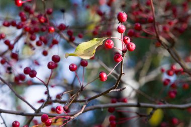 Sonbahar. Altın sonbahar. Ağaçta yeşil kırmızı elma sarısı