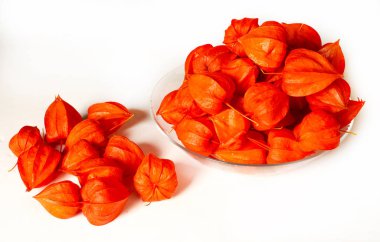 Warzen Spindelstrauch Ormanda Fotoğraflandı, Warty euonymus 