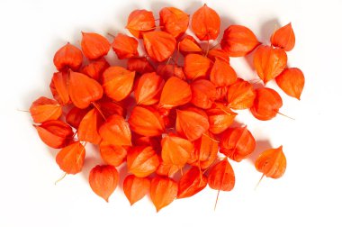 Physalis (faɪsəlɪs, sometimes faɪˈseɪlɪs, from physalis =