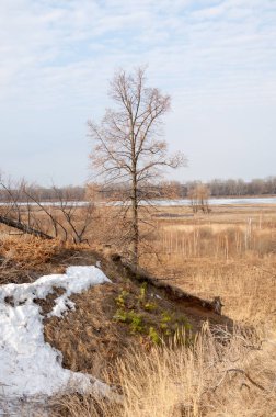 Bahar Orman, solmuş çimen, son kar, sp sıcak