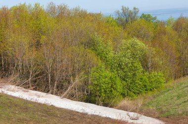 Son kar, yeşil ağaçlar