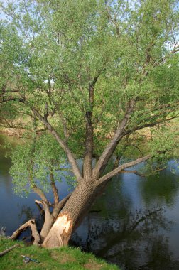 Bahar Nehri,, ağaç bahar güneş büyür..
