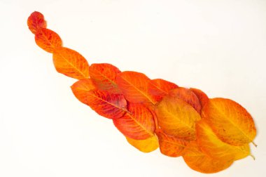 doku, arkaplan, desen. Sonbahar yaprakları kırmızı sarı yalıtılmış 