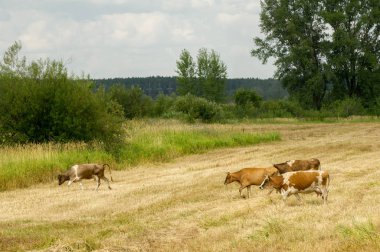 İnekler tarlada. Evcil süt hayvanları, dişi sığırlar.