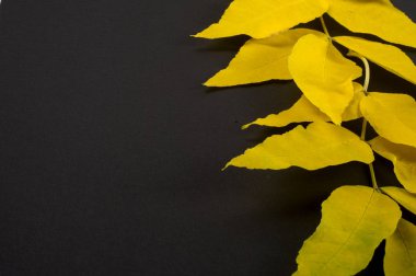 Sonbahar akçaağaç yaprakları. Acer mandshuricum. Mançurya akçaağacı, bir s