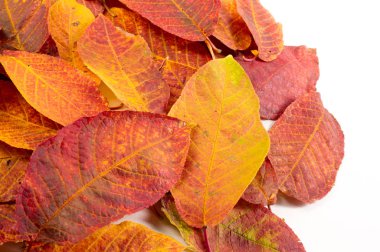 Autumn Leaves Stüdyosu. Beyaz arkaplanda sonbahar yaprağı izole. 