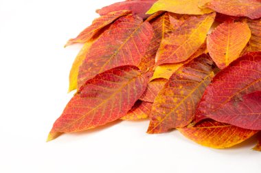 Autumn Leaves Stüdyosu. Beyaz arkaplanda sonbahar yaprağı izole. 