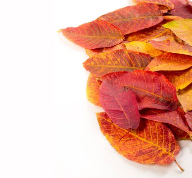 Autumn Leaves Stüdyosu. Beyaz arkaplanda sonbahar yaprağı izole. 