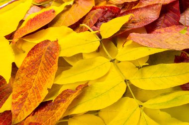Autumn Leaves Stüdyosu. Beyaz arkaplanda sonbahar yaprağı izole. 