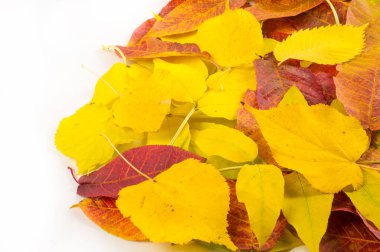 Autumn Leaves Stüdyosu. Beyaz arkaplanda sonbahar yaprağı izole. 