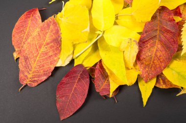 Autumn Leaves Stüdyosu. Beyaz arkaplanda sonbahar yaprağı izole. 