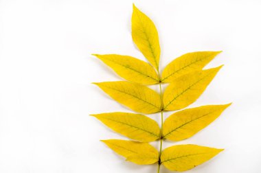 Sonbahar akçaağaç yaprakları. Acer mandshuricum. Mançurya akçaağacı, bir s