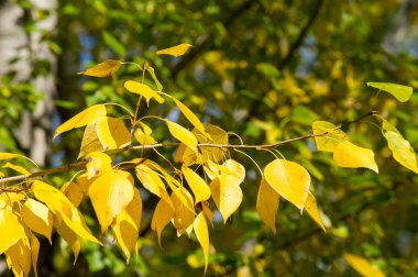 Parlak güneşli bir günde sarı sonbahar yaprakları ağaçta yetişiyor. la