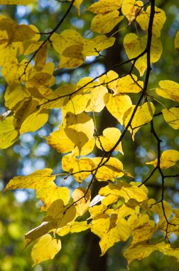 Sonbahar yapraklı ıhlamur ağacı karşı ışıkta fotoğraflandı. Sonbahar le