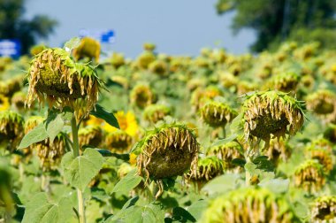Bir ayçiçeği tarlası. Uzun bir Kuzey Amerika papatya bitkisi. 