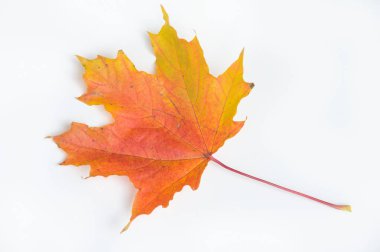Autumn Leaves Stüdyosu. Beyaz arkaplanda sonbahar yaprağı izole. 