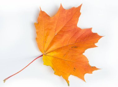 Autumn Leaves Stüdyosu. Beyaz arkaplanda sonbahar yaprağı izole. 