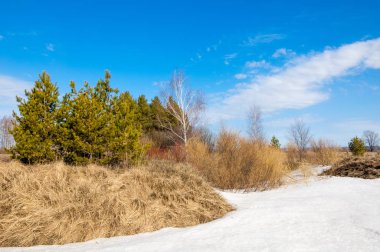 Bahar Orman, solmuş çimen, son kar, sp sıcak