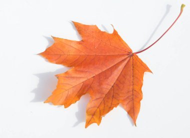 Autumn Leaves Stüdyosu. Beyaz arkaplanda sonbahar yaprağı izole. 