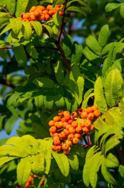 Rowan kırmızı çilekleri. Böğürtlen ve diğer küçük meyveler. Rowan.