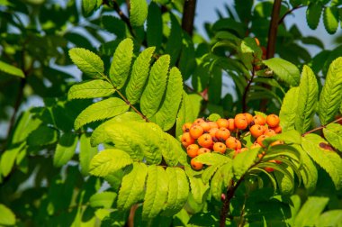 Rowan kırmızı çilekleri. Böğürtlen ve diğer küçük meyveler. Rowan.