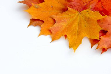 Autumn Leaves Stüdyosu. Beyaz arkaplanda sonbahar yaprağı izole. 