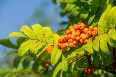 Rowan kırmızı çilekleri. Böğürtlen ve diğer küçük meyveler. Rowan.
