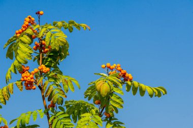 Rowan kırmızı çilekleri. Böğürtlen ve diğer küçük meyveler. Rowan.